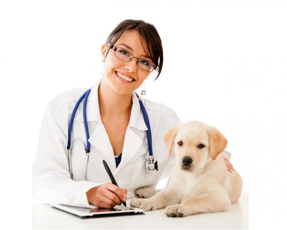 Диплом ветеринара